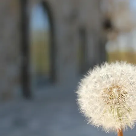 Lavanda * Elena